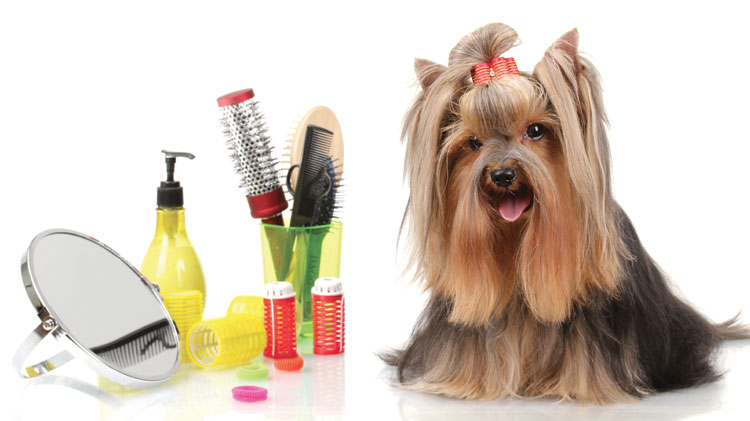 animal grooming services