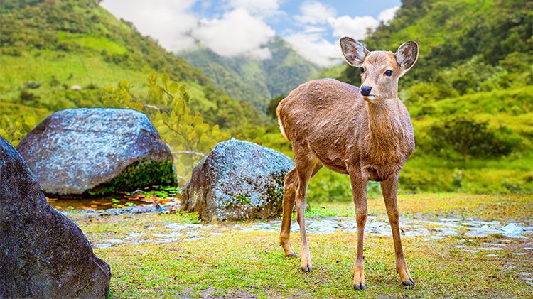 Nara Overnight Trip