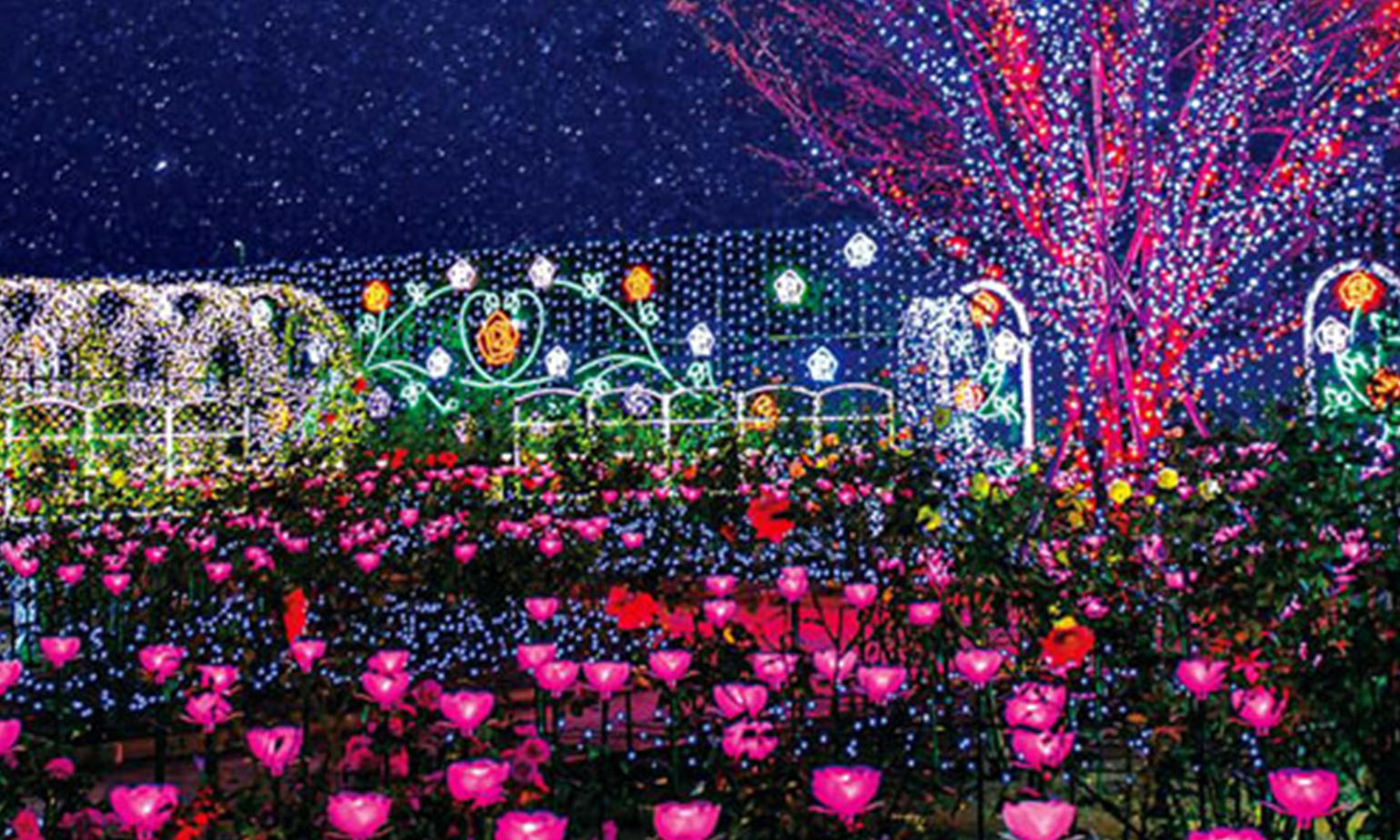 Ashikaga Flower Park Winter Illumination Best Flower Site